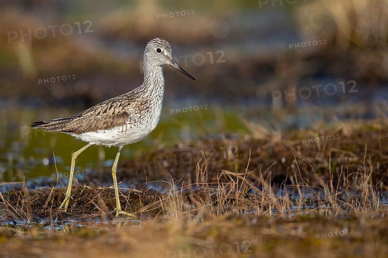 Greenshank (Tringa nebularia) in a bog, Fågelsjö, Gävleborgs län, Sweden