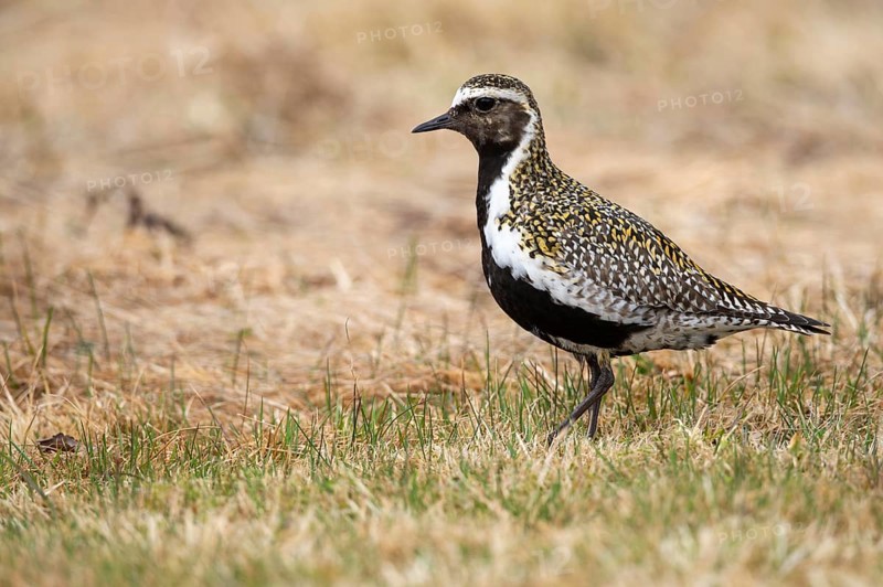 Golden plover (Pluvialis apricaria), Fågelsjö, Gävleborgs län, Sweden