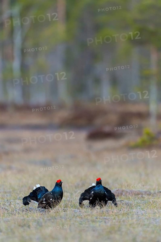 Black grouse (Lyrurus tetrix), black grouse courtship in Sweden, Fågelsjö, Gävleborgs län, Sweden