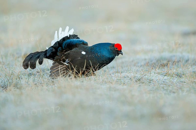 Black grouse (Lyrurus tetrix), black grouse courtship in Sweden, Fågelsjö, Gävleborgs län, Sweden