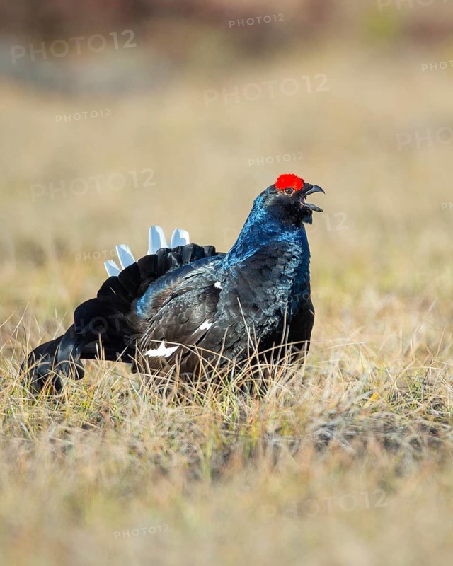 Black grouse (Lyrurus tetrix), black grouse courtship in Sweden, Fågelsjö, Gävleborgs län, Sweden
