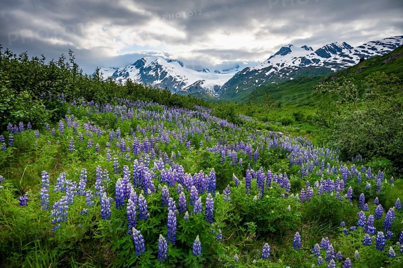 Picturesque landscape on the Richardson Highway, blooming Alaskan lupines (Lupinus nootkatensis), mountain peak with glacier Worthington Glacier in the background, Chugach Mountains, Alaska, USA