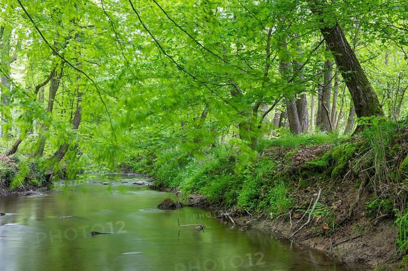 The river Hunte near Barkhausen in the spring-like beech forest, Barkhausen, Bad Essen, Lower Saxony, Germany
