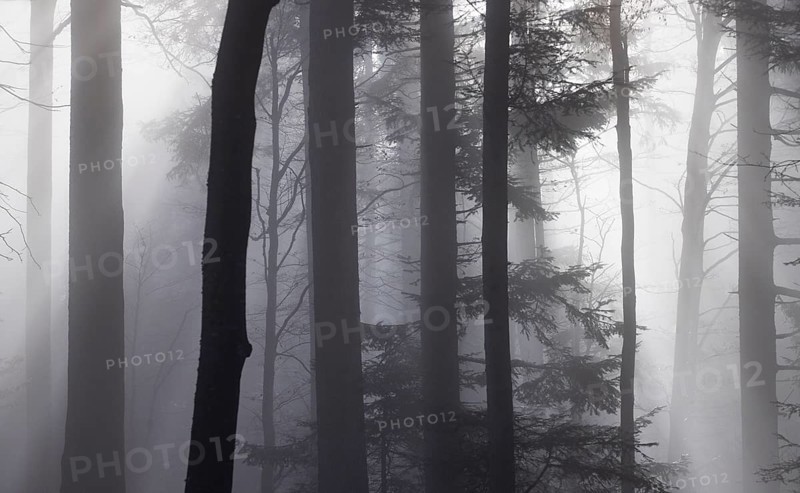 Tree trunks in morning fog with sunbeams, autumn forest, Mondseeland, Salzkammergut, Upper Austria, Austria
