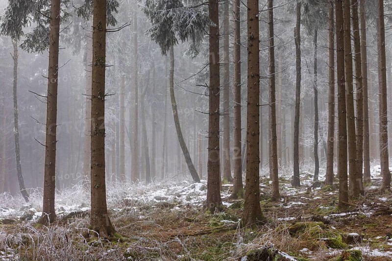 Autumn landscape, forest covered in fog with hoarfrost, Mondseeland, Salzkammergut, Upper Austria, Austria
