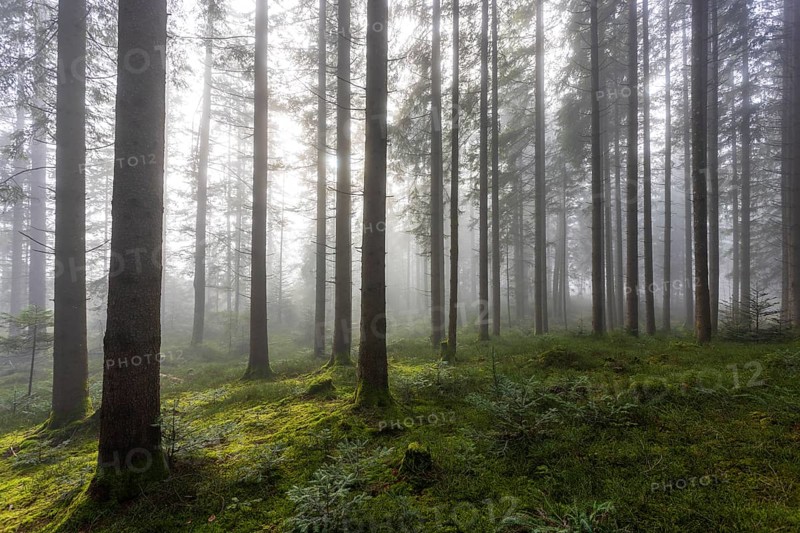 Picea abies, spruce forest in morning fog, autumn forest, Mondseeland, Salzkammergut, Upper Austria, Austria