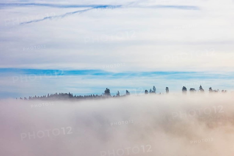 Autumn landscape, trees rising from the fog, inversion weather, Mondseeland, Salzkammergut, Upper Austria, Austria