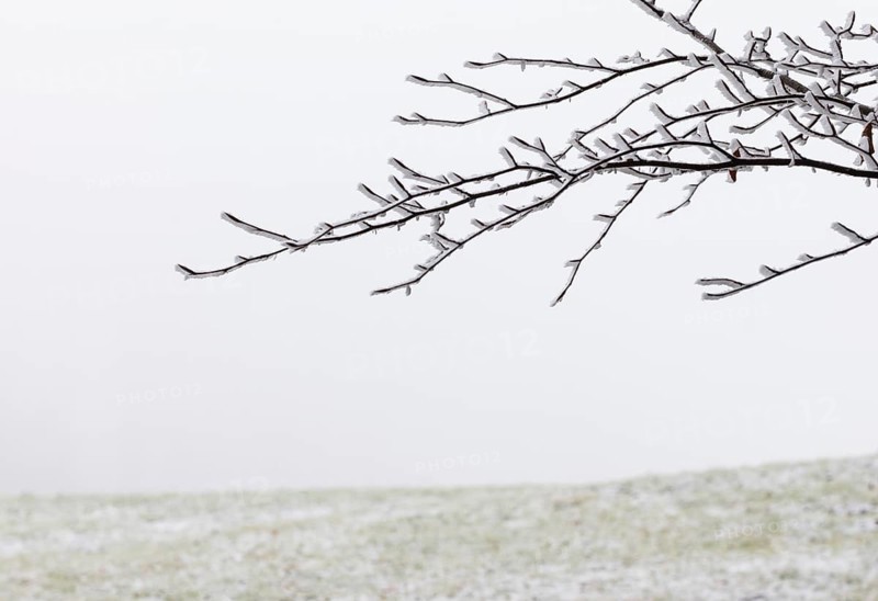 Winter forest, thin branches of a deciduous tree covered with hoarfrost, Mondseeland, Salzkammergut, Upper Austria, Austria