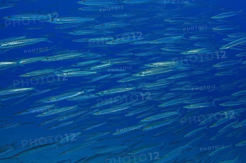 Underwater photo of school of Bigeye Barracuda (Sphyraena forsteri) Bigeye Barracuda swimming through open blue sea at dusk, Andaman Sea, Indian Ocean, Thailand