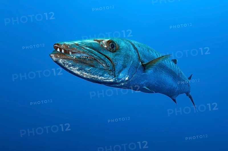 Underwater photo close-up of Great barracuda (Sphyraena barracuda) stands floating directly in front of viewer has mouth slightly open shows large strong teeth, Pacific Ocean