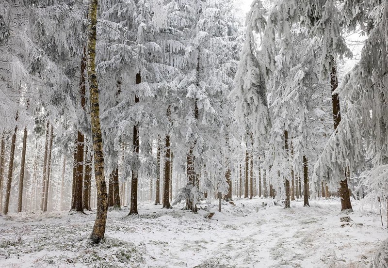 Winter landscape, forest covered with hoarfrost, Mondseeland, Salzkammergut, Upper Austria, Austria