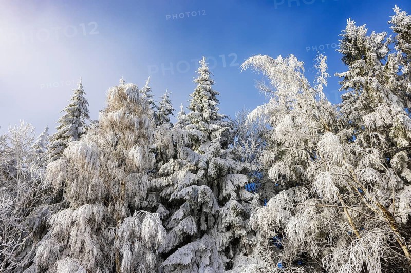 Winter landscape, winter forest with blue sky, trees covered with hoarfrost, Mondseeland, Salzkammergut, Upper Austria, Austria
