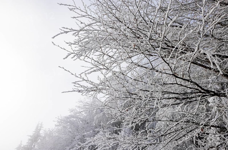 Winter forest, branches of a deciduous tree covered with hoarfrost, Mondseeland, Salzkammergut, Upper Austria, Austria