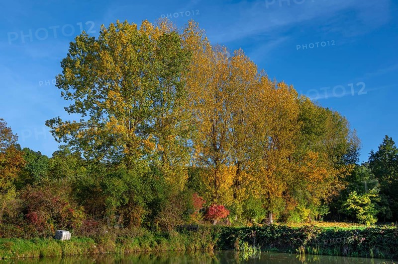 Autumnal poplars (Populus) in front of a carp pond, Beerbach, Middle Franconia, Bavaria, Germany