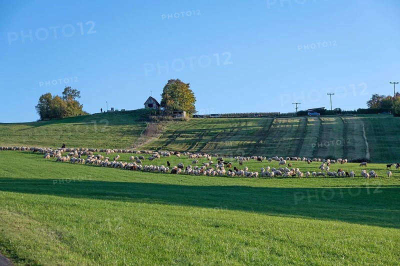Shepherd tending his flock of sheep (Ovis gmelini aries) in a meadow, Tauchersreuth, Middle Franconia, Bavaria, Germany