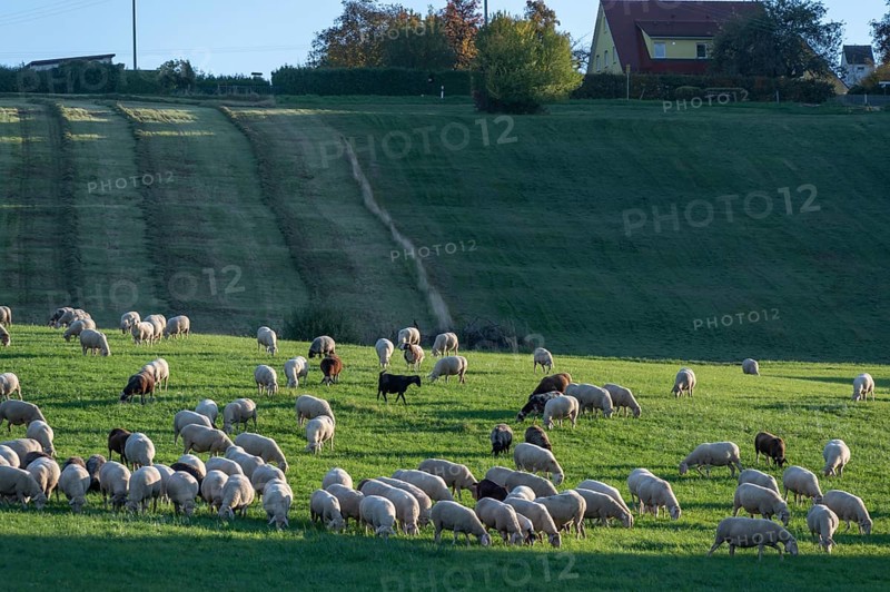 Flock of sheep (Ovis gmelini aries) grazing in a meadow, Tauchersreuth, Middle Franconia, Bavaria, Germany
