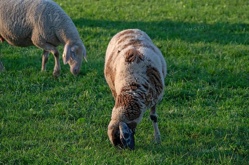 Sheep (Ovis gmelini aries) grazing in a meadow, Tauchersreuth, Middle Franconia, Bavaria, Germany