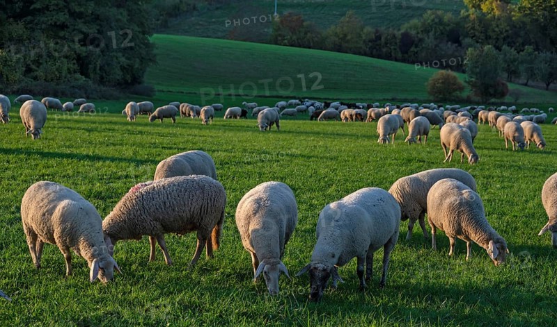 Flock of sheep (Ovis gmelini aries) grazing in a meadow in the evening light, Beerbach, Middle Franconia, Bavaria, Germany