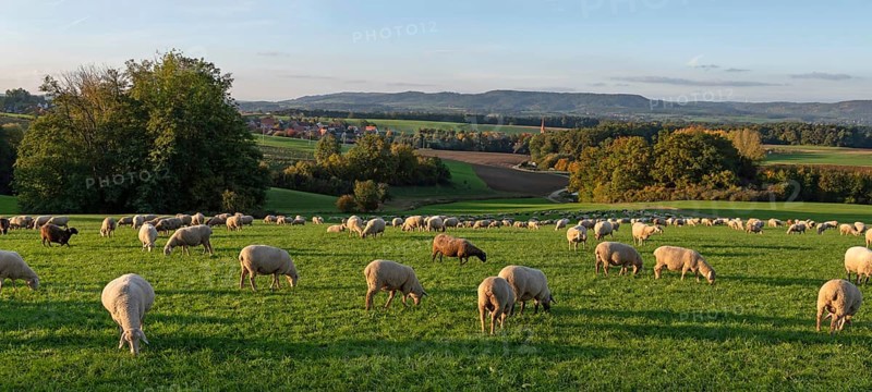 Flock of sheep (Ovis gmelini aries) grazing in a meadow in the evening light, Franconian Switzerland in the background, Beerbach, Middle Franconia, Bavaria, Germany