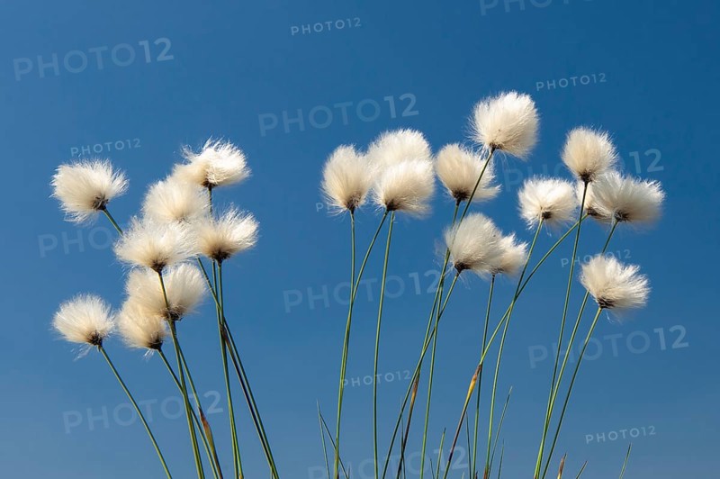 Cottongrass, sheath cottongrass (Eriophorum vaginatum) in Goldenstedt Moor, Goldenstedt, Lower Saxony, Germany