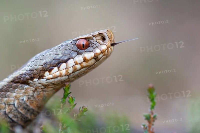 Adder (Vipera berus) in the moor, Goldenstedter Moor, Goldenstedt, Lower Saxony, Germany
