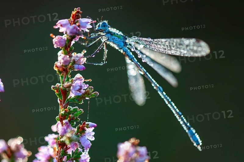 Emerald Damselfly (Lestes sponsa) on flowering heather in the Goldenstedt moor, Goldenstedt, Lower Saxony, Germany