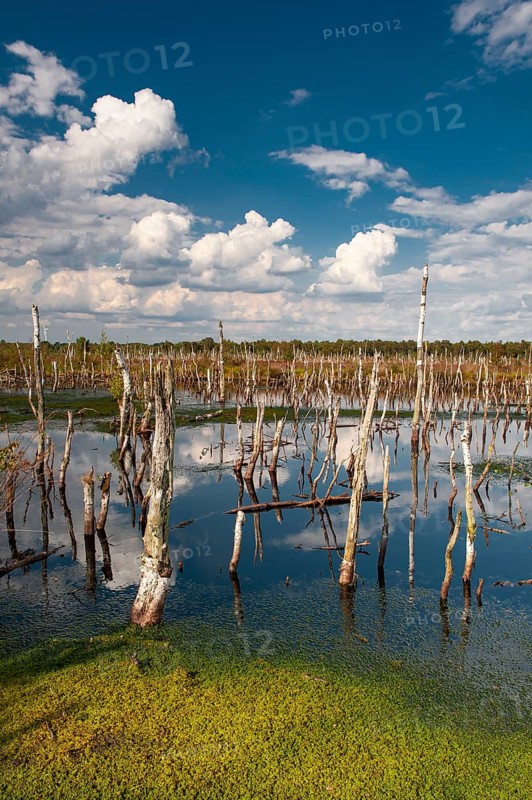 Torfmoos in the rewetted Rehdener Geestmoor, Rehdener Geestmoor, Diepholzer Moor lowlands, Rehden, Lower Saxony, Germany