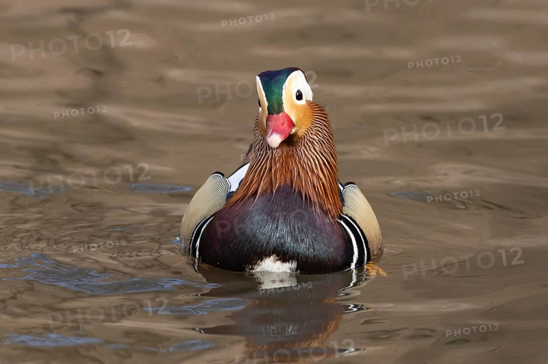 Mandarin duck (Aix galericulata) adult male bird on the water surface of a lake, England, United Kingdom