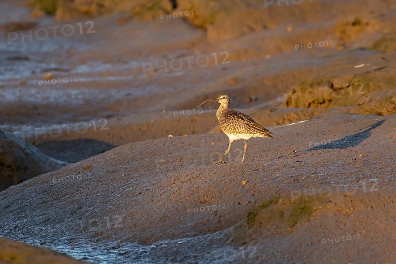 Eurasian whimbrel (Numenius phaeopus) adult wading bird on a coastal mudflat, England, United Kingdom