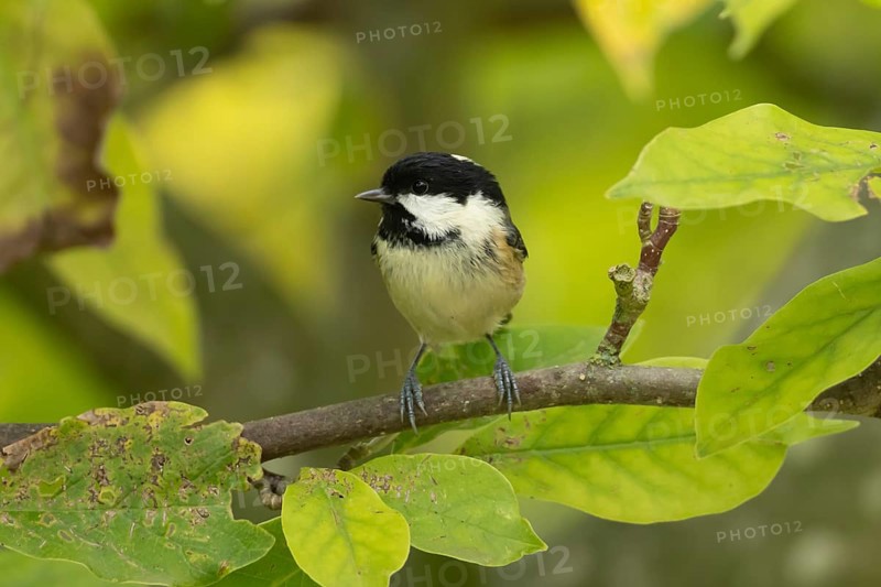 Coal tit (Periparus ater) adult garden bird on a magnolia tree with autumn colour leaves, England, United Kingdom