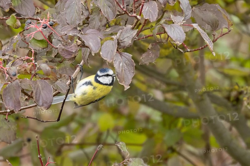 Blue tit (Cyanistes caeruleus) adult garden bird on a dogwood tree with autumn colour leaves, England, United Kingdom
