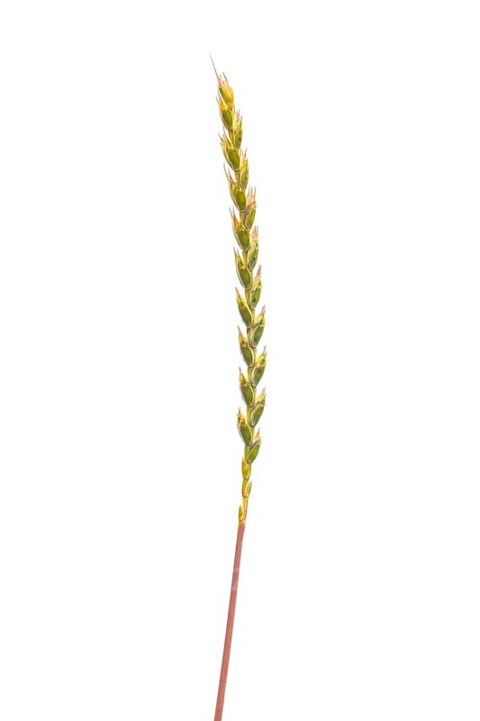 Spelt (Triticum aestivum), cereal, optional, Dinklage, Lower Saxony, Germany