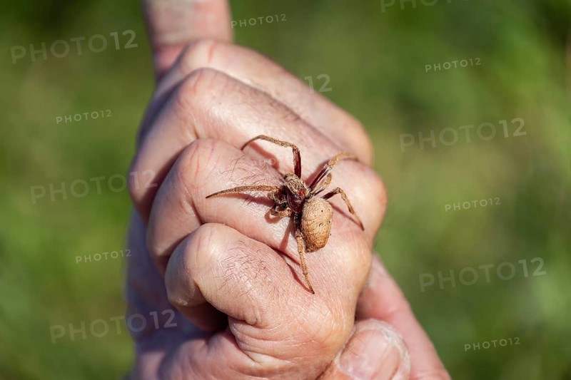Daytime macro view of a huntsman spider resting on a man hand at an outdoor location, Australia
