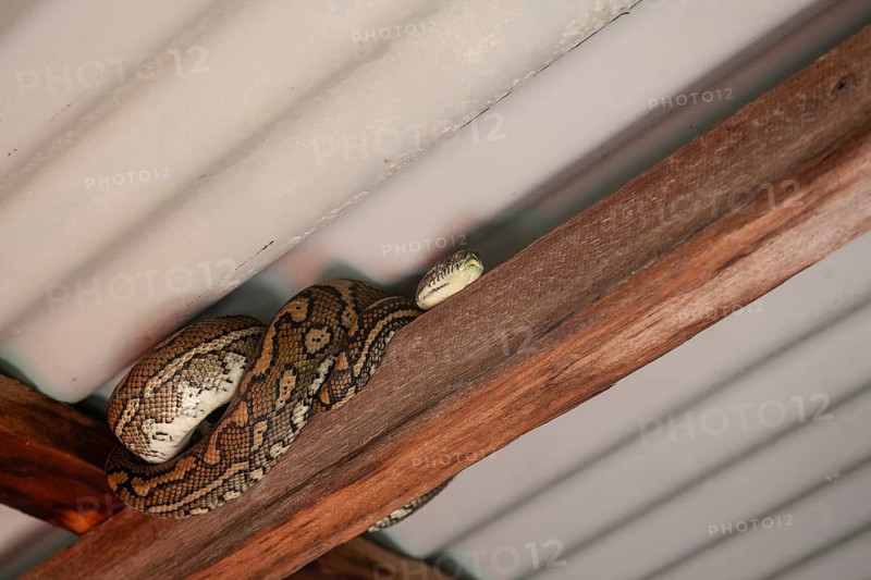 Snake relaxing under a corrugated roof in a local carpark. Resting carpet python, Byron Bay, New South Wales, Australia