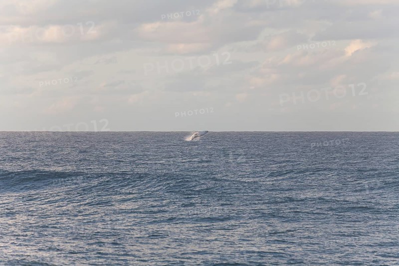 Migration view with whale jumping in the distant ocean. Humpback whale breaching, Cape Byron, New South Wales, Australia