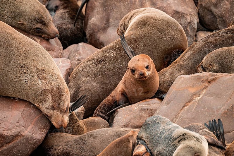Seal colony, fur seal, Cape fur seal (Arctocephalus pusillus), Cape Cross, Atlantic coast, Namibia