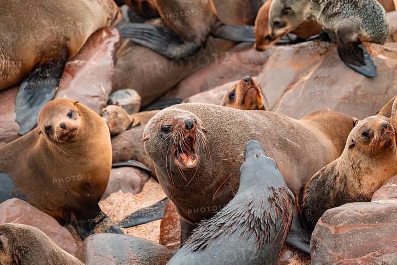 Male fur seals fighting for territory, Cape fur seal (Arctocephalus pusillus), Cape Cross, Atlantic coast, Namibia