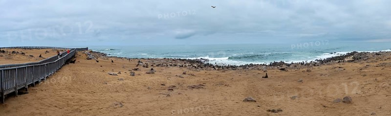 Panorama, seal colony by the sea, fur seal, Cape fur seal (Arctocephalus pusillus), Cape Cross, Atlantic coast, Namibia