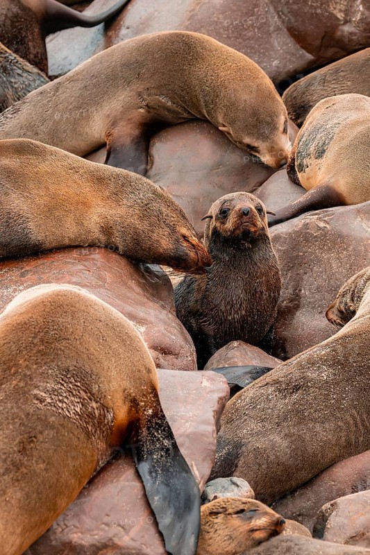 Seal colony, fur seal, Cape fur seal (Arctocephalus pusillus), Cape Cross, Atlantic coast, Namibia