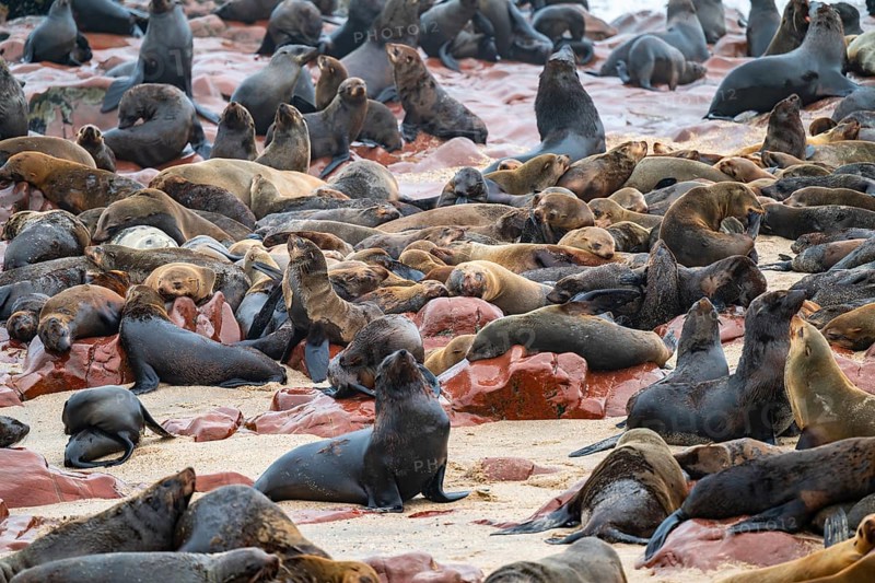 Seal colony, fur seal, Cape fur seal (Arctocephalus pusillus), Cape Cross, Atlantic coast, Namibia