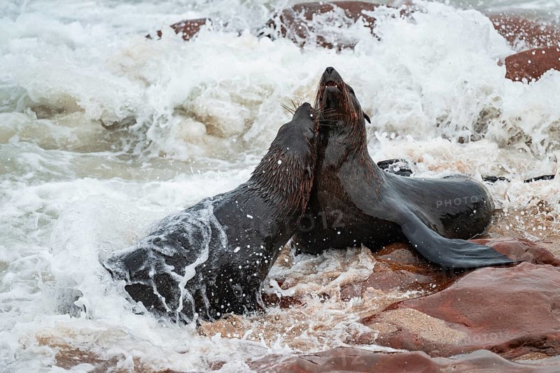 Male fur seals fighting for territory, Cape fur seal (Arctocephalus pusillus), Cape Cross, Atlantic coast, Namibia