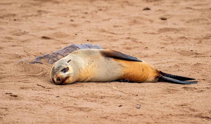 Fur seal, Cape fur seal (Arctocephalus pusillus), Cape Cross, Atlantic coast, Namibia