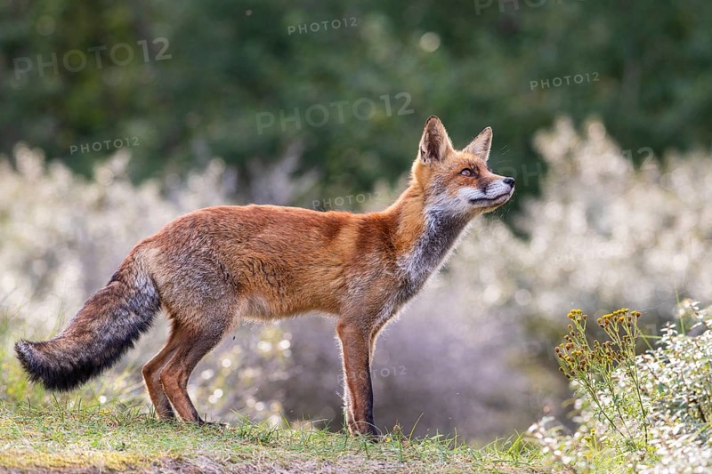 Attentive fox (Vulpes vulpes) on a tree, Zandvoort, Netherlands