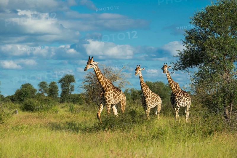 Giraffe (Giraffa) in the savannah, Kruger National Park, South Africa