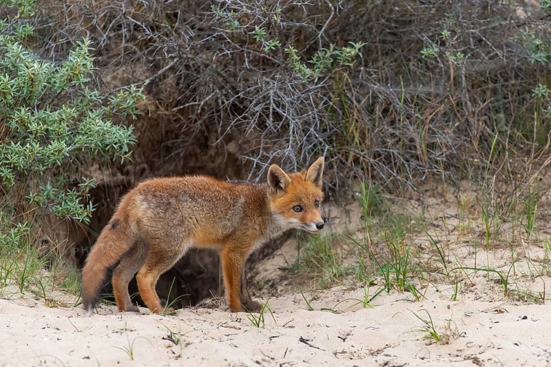 Fox (Vulpes vulpes), puppy, young fox, cute, Zandvoort, Netherlands