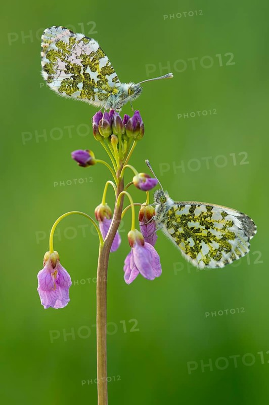 Aurora butterfly (Anthocharis cardamines) on meadowfoam, Oldenburger Münsterland, Vechta, Lower Saxony, Germany