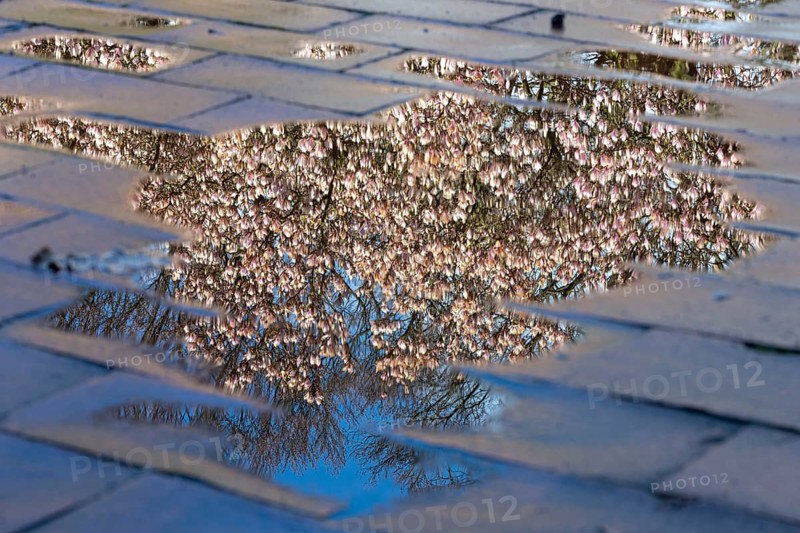 Flowering magnolia (Magnolia) in spring, Cloppenburg, Lower Saxony, Germany