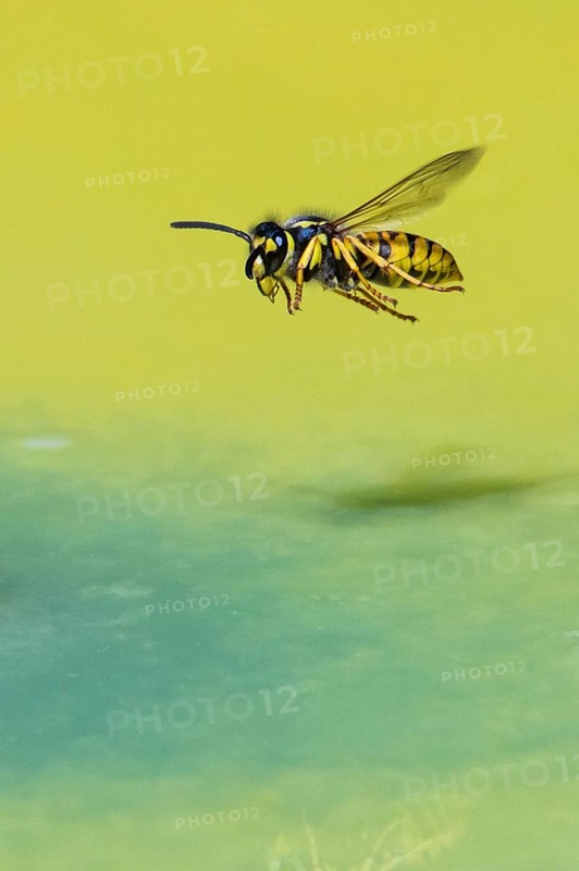 Wasps (Vespinae) in flight, Vechta, Lower Saxony, Germany