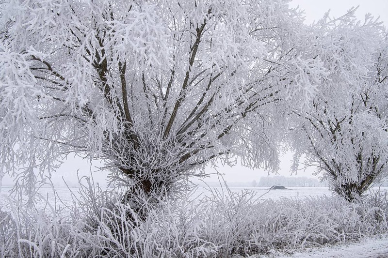 Willows in snow, winter, Vechta, Lower Saxony, Germany