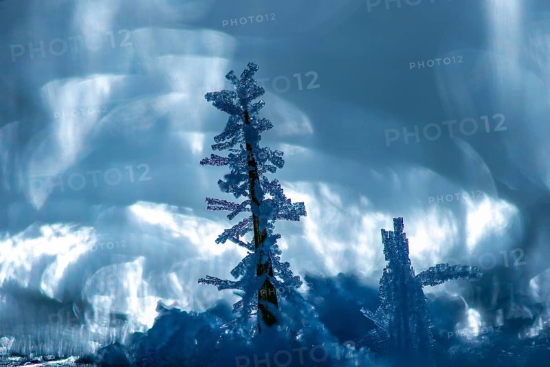 Ice crystals on a blade of grass in winter, hoarfrost, Goldenstedt, Lower Saxony, Germany